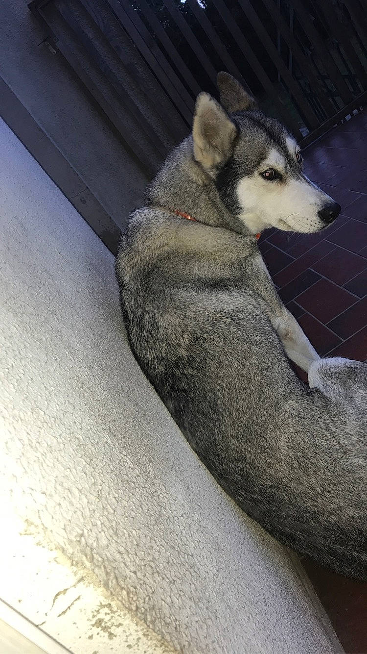 Youyou participe au concours pour gagner de l'argent avec cette photo : canis, carnivore, claw, dog, dog_breed, fawn, fur, paw, sitting, snout, tail, terrestrial_animal, whiskers, wildlife, wolf, zoo