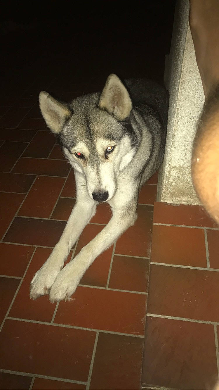 Youyou participe au concours pour gagner de l'argent avec cette photo : canidae, canis, carnivore, dog, dog_breed, floor, flooring, fur, grey, jaw, sled_dog, snout, sporting_group, tail, terrestrial_animal, tile_flooring, wolf, wood, working_animal, working_dog