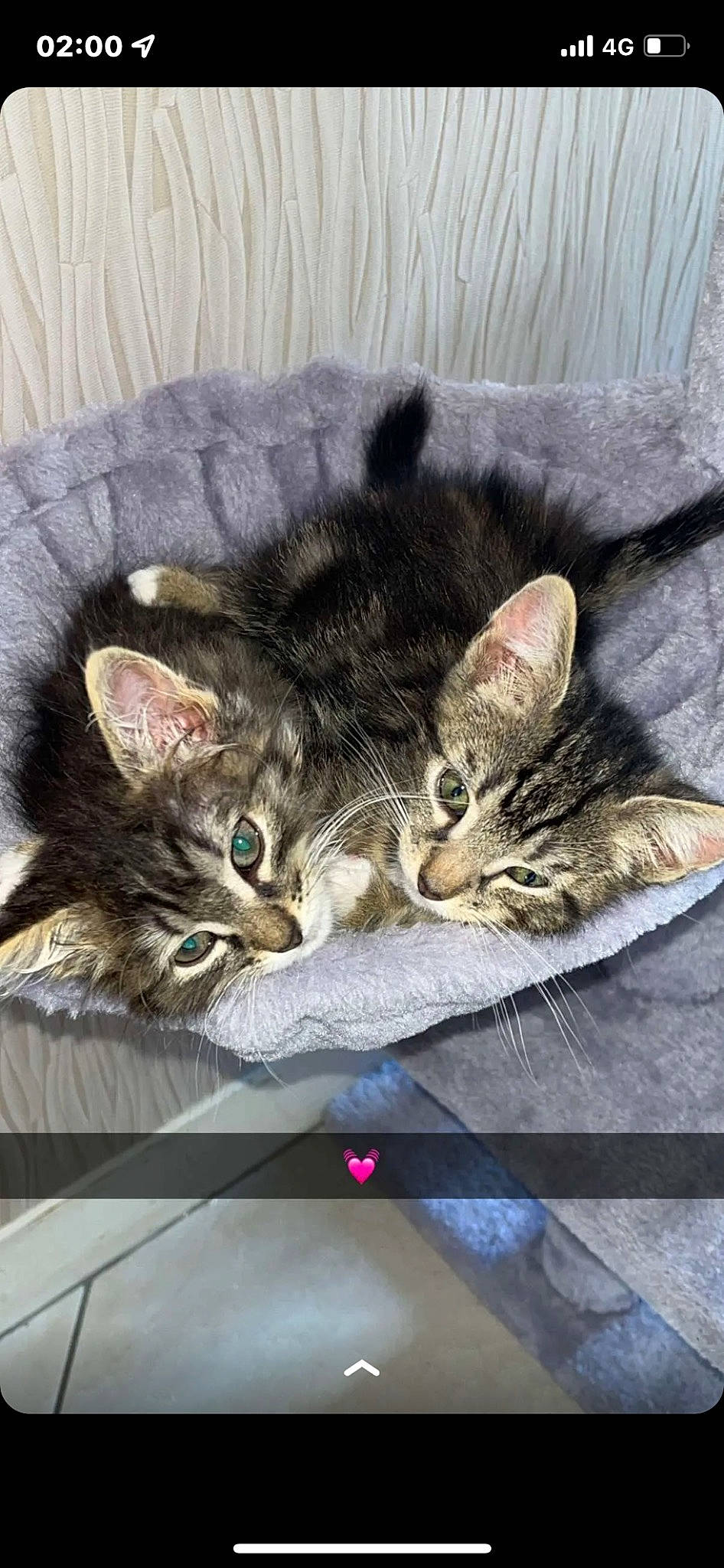 Nelia participe au concours pour gagner de l'argent avec cette photo : carnivore, cat, claw, comfort, couch, domestic_short_haired_cat, ear, eye, felidae, fur, nap, paw, sleep, small_to_medium_sized_cats, snout, tail, whiskers, wildlife, window