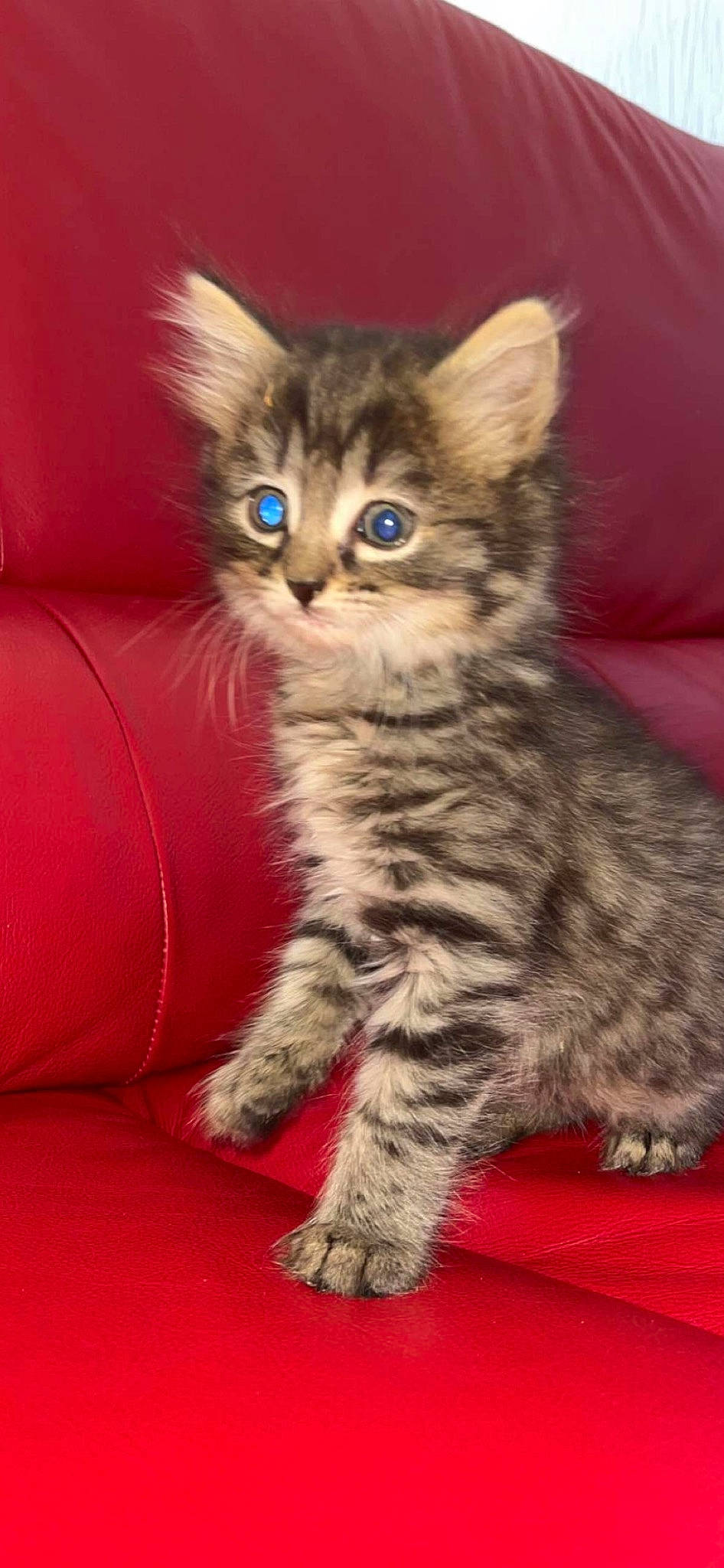 Nelia a rejoint le concours — aidez-le/la à gagner de superbes lots ! carnivore, cat, claw, couch, domestic_short_haired_cat, fawn, felidae, fur, paw, sitting, small_to_medium_sized_cats, snout, tail, terrestrial_animal, whiskers