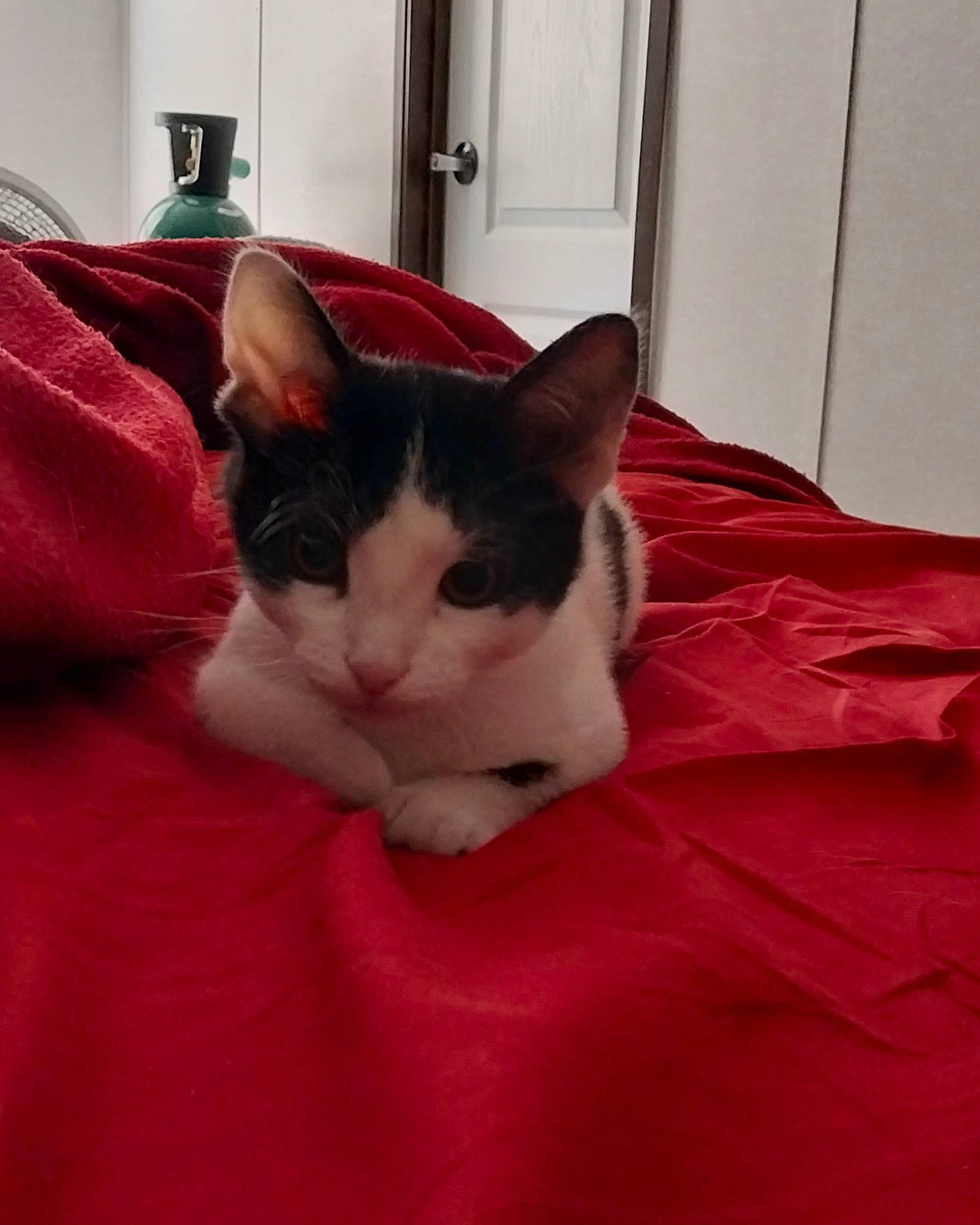 Nala Smith is registered to the contest to win money with this photo: carmine, carnivore, cat, cat_supply, comfort, domestic_short_haired_cat, felidae, flooring, fur, linens, magenta, nap, paw, room, small_to_medium_sized_cats, snout, tail, whiskers