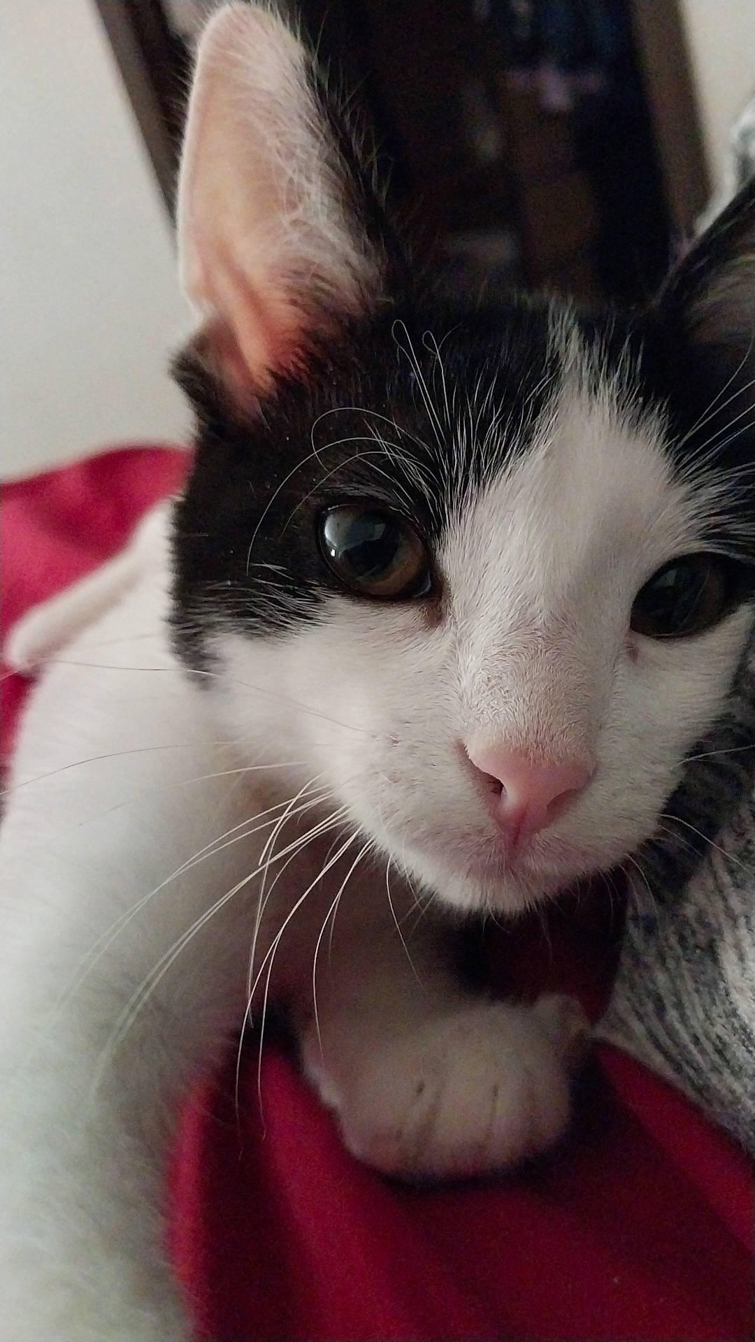 Nala Smith joined the competition — help win amazing prizes! carnivore, cat, comfort, domestic_short_haired_cat, ear, felidae, fur, nose, paw, small_to_medium_sized_cats, snout, whiskers