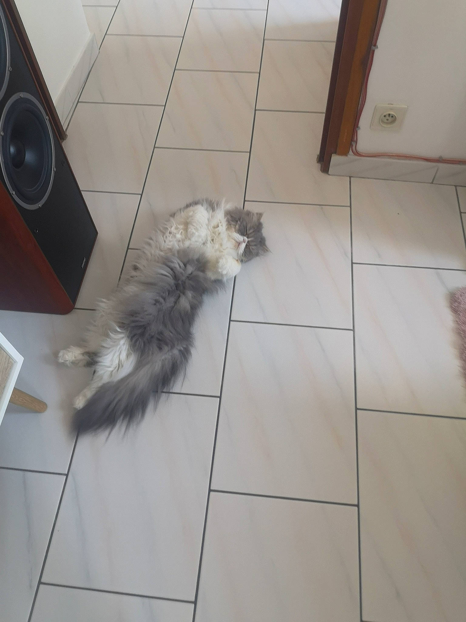 Jena a rejoint le concours — aidez-le/la à gagner de superbes lots ! canidae, carnivore, cat, fawn, felidae, floor, flooring, fur, hardwood, kitten, norwegian_forest_cat, persian, room, small_to_medium_sized_cats, tail, tile, whiskers