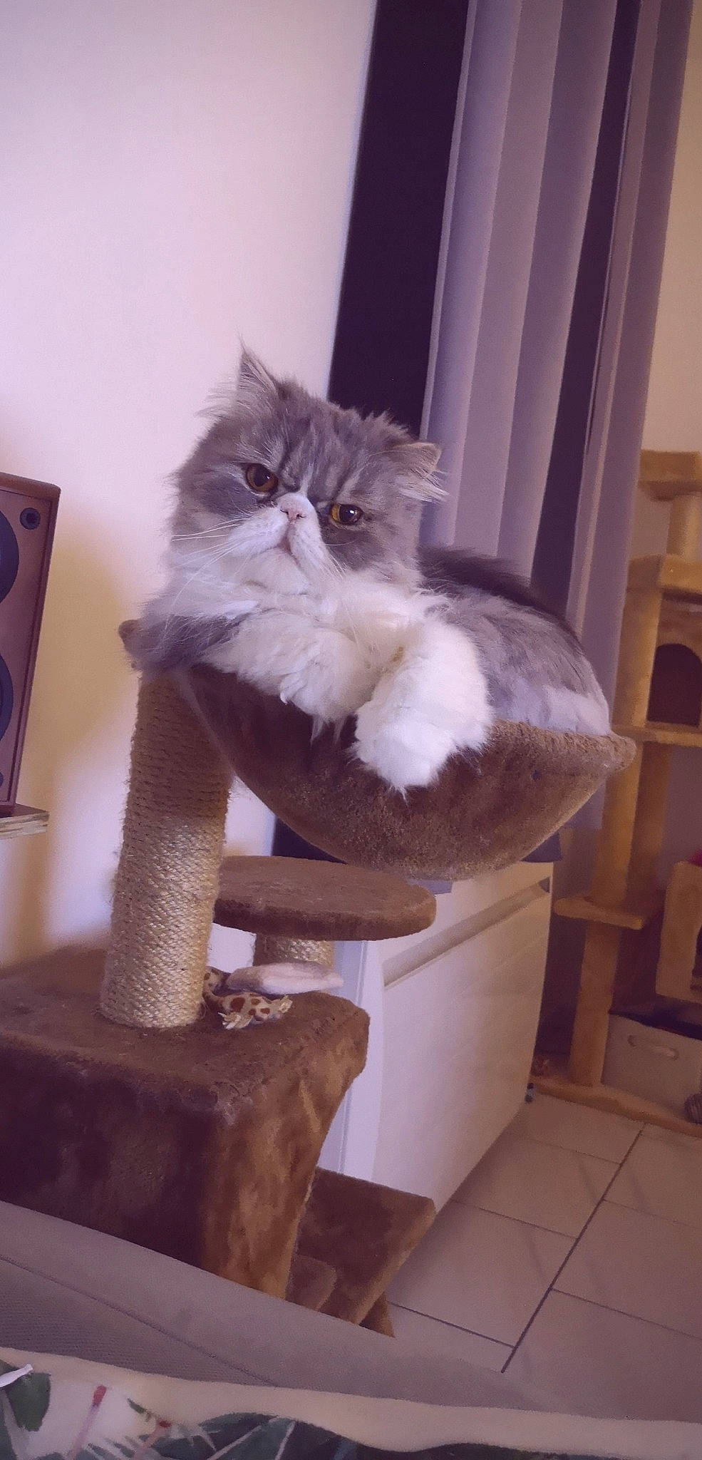 Jena participe au concours pour gagner de l'argent avec cette photo : asian, asian_semi_longhair, british_longhair, british_semi_longhair, carnivore, cat, domestic_long_haired_cat, domestic_short_haired_cat, fawn, felidae, mammal, norwegian_forest_cat, persian, ragamuffin, siberian, small_to_medium_sized_cats, tail, whiskers