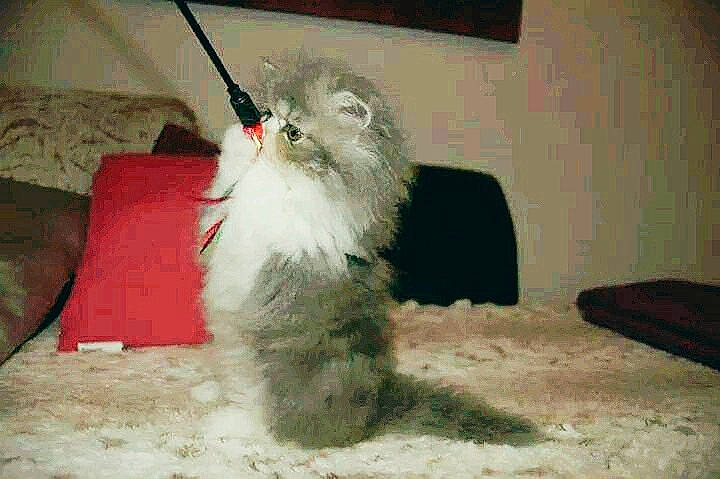 Jena a rejoint le concours — aidez-le/la à gagner de superbes lots ! american_curl, british_longhair, carnivore, cat, domestic_long_haired_cat, felidae, kitten, mammal, napoleon_cat, norwegian_forest_cat, persian, ragamuffin, small_to_medium_sized_cats, tail, whiskers