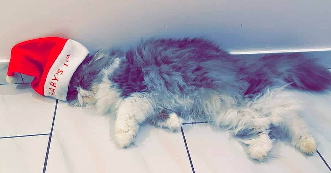 Jena a rejoint le concours — aidez-le/la à gagner de superbes lots ! canidae, carnivore, cat, dog, dog_breed, felidae, fur, lhasa_apso, paw, persian, puppy, shih_tzu, small_to_medium_sized_cats, sporting_group, tail