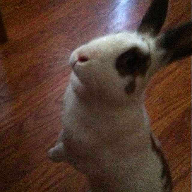 Petey