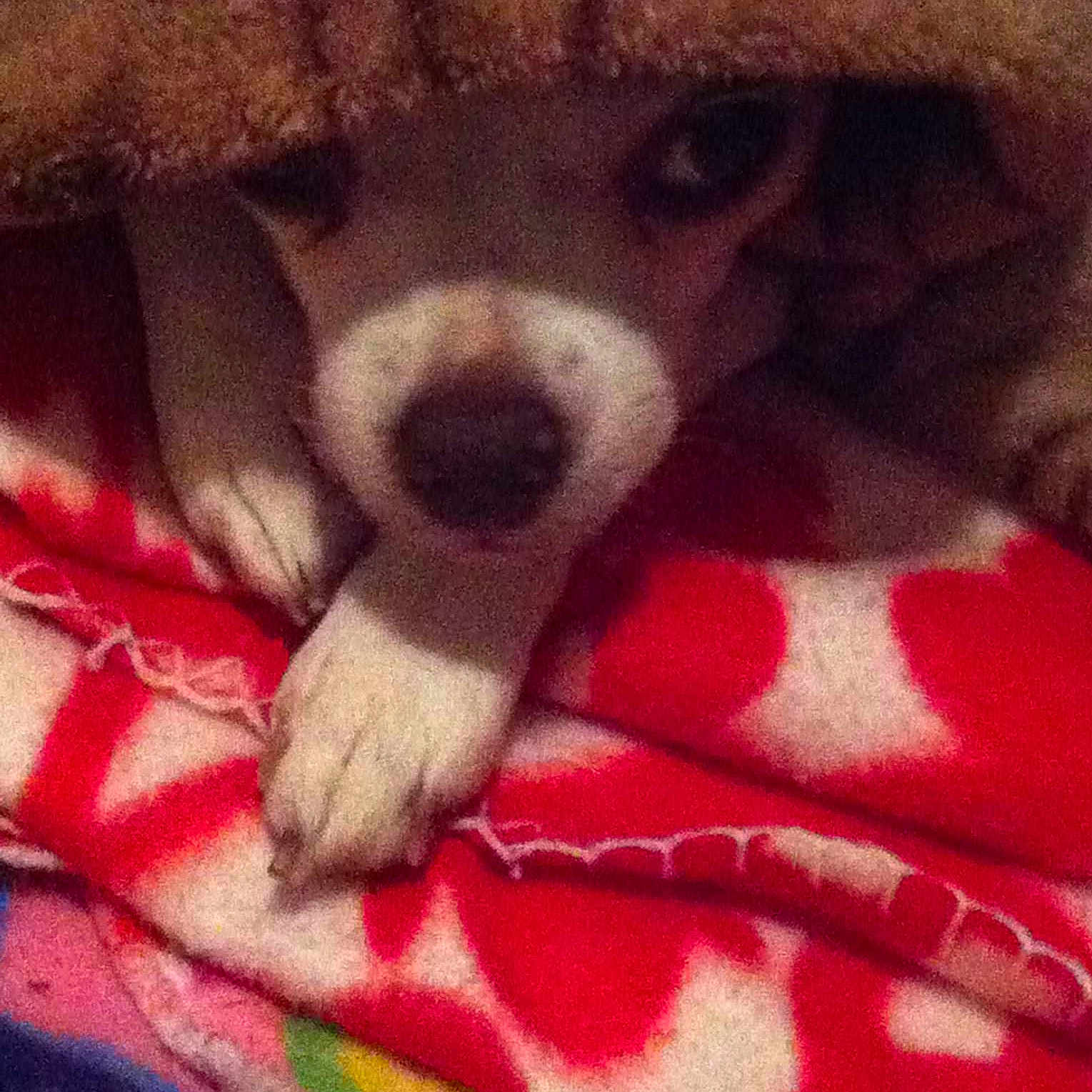 Molly