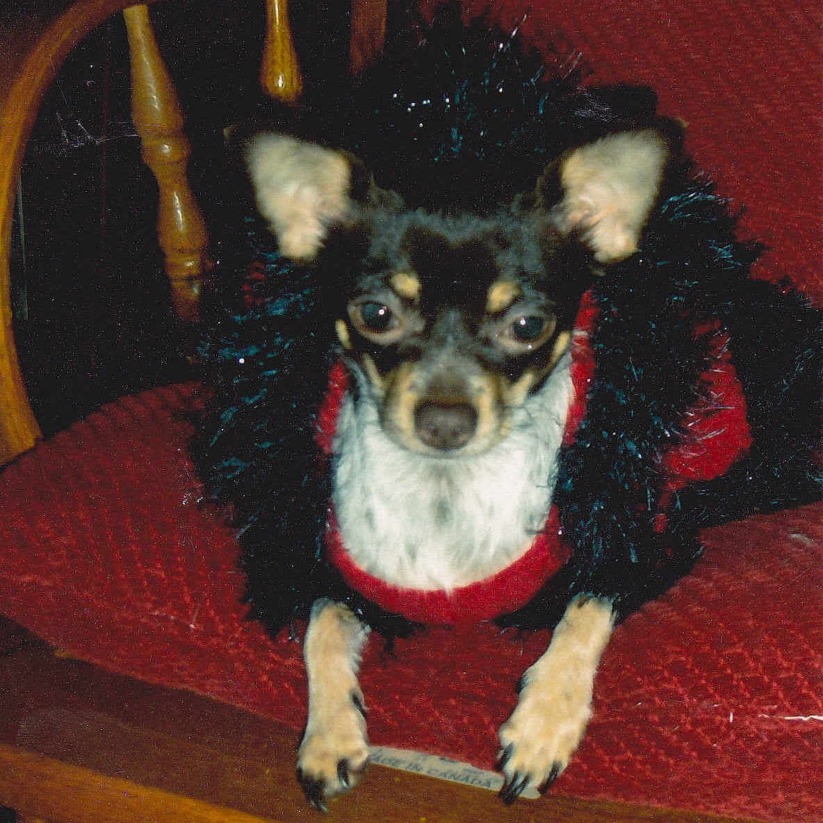 Lola