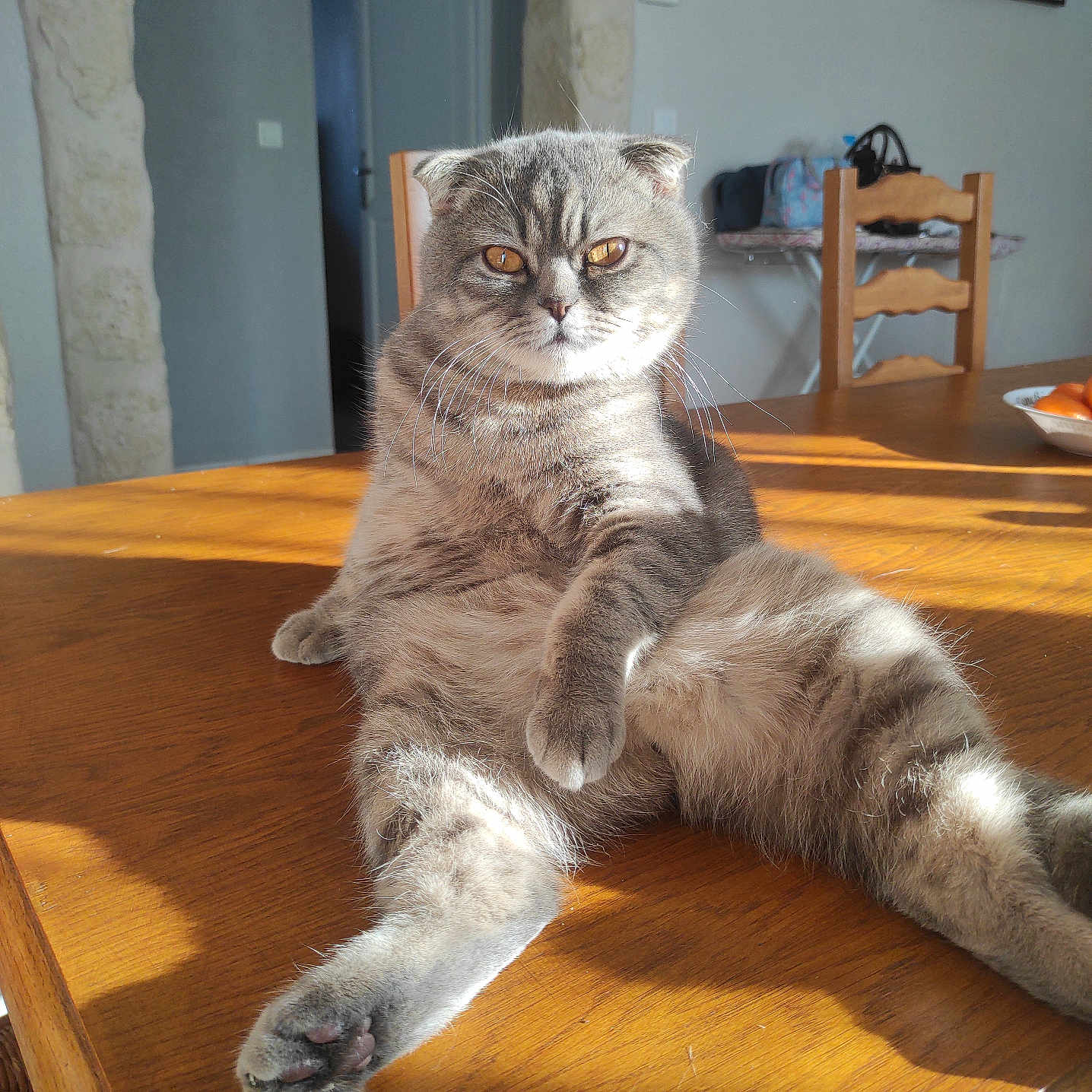 Kiwi a rejoint le concours — aidez-le/la à gagner de superbes lots ! accessories, animal, bag, cat, chair, diningtable, food, fruit, furniture, handbag, hardwood, indoors, pear, pet, plant, plate, plywood, produce, table, wood