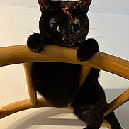 Trixi joined the competition — help win amazing prizes! cat, tortoiseshell, wooden_chair, pet, animal, cute, curious, indoor, feline, climbing, paw, whiskers, ears, tail, playful, domestic, closeup, black, brown, eye_reflection