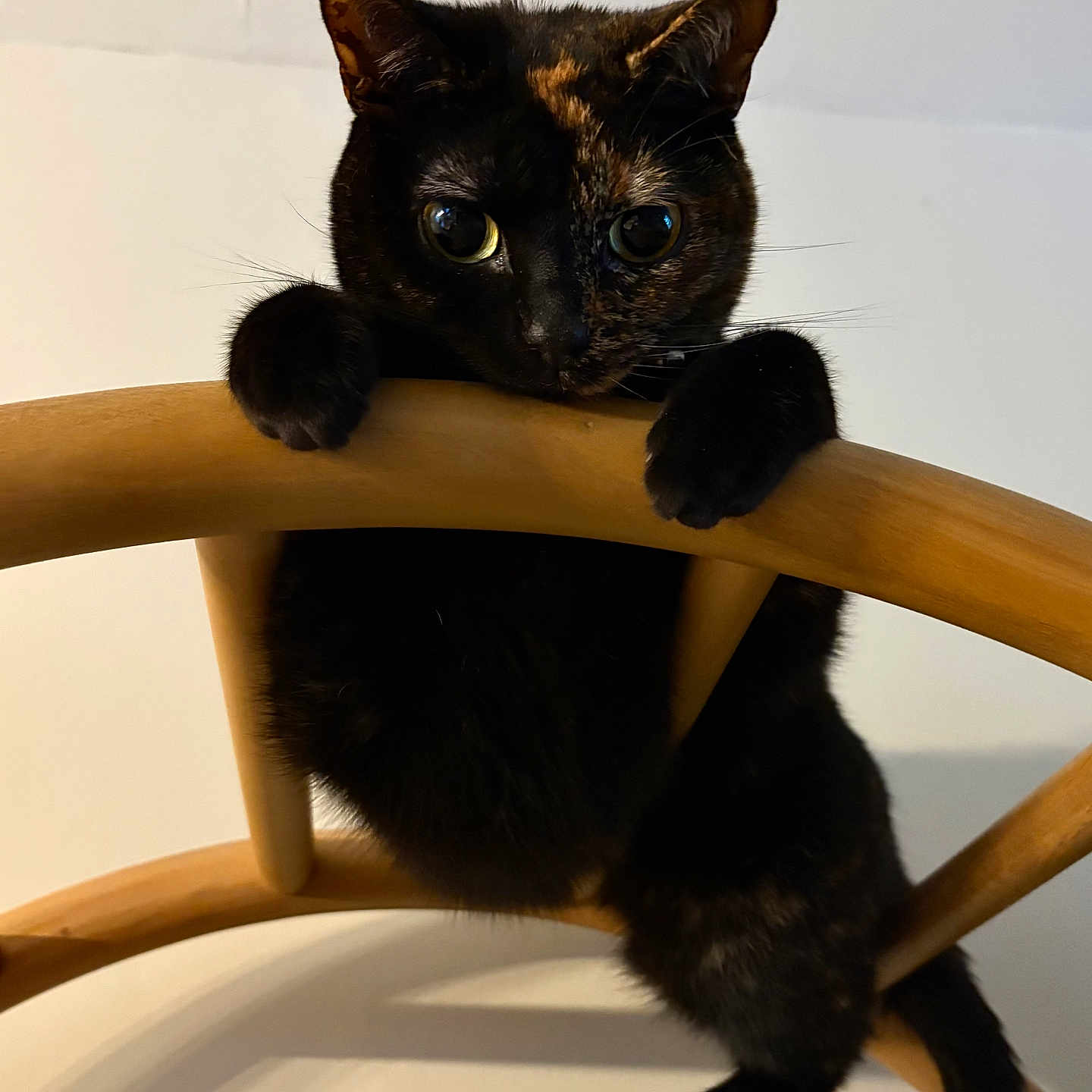 Trixi joined the competition — help win amazing prizes! cat, tortoiseshell, wooden_chair, pet, animal, cute, curious, indoor, feline, climbing, paw, whiskers, ears, tail, playful, domestic, closeup, black, brown, eye_reflection