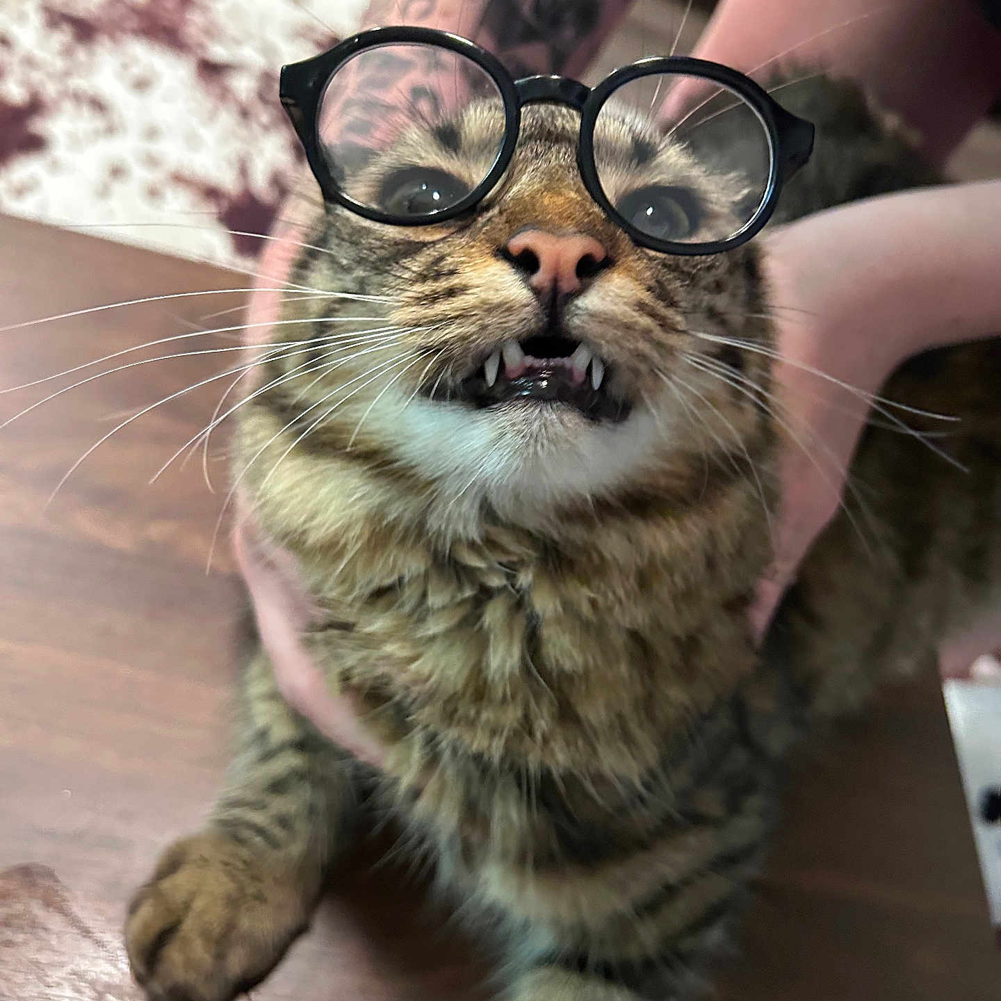 Bowzer is registered to the contest to win money with this photo: animal, cat, closeup, cute, eyewear, fangs, floor, funny, fur, glasses, hand, human, indoor, open_mouth, pet, portrait, striped_fur, tabby, tattoo, whiskers