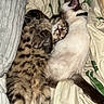animals, bed, bedding, bedroom, blanket, cats, collar, cozy, cuddling, fluffy, furry, indoor, pets, portrait, relaxed, siamese, sleeping, snuggling, tabby, two_cats