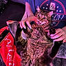 Bowzer is registered to the contest to win money with this photo: animal, cat, claws, colorful_lighting, cuddling, feline, fluffy, hands, indoor, lap, long_hair, lying_down, open_mouth, person, pet, purple_lighting, red_blanket, shirt, tabby, whiskers