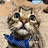 Bowzer joined the competition — help win amazing prizes! animal, bell, blue_bow_tie, carpet, cat, close_up, collar, cute, ears, fluffy, furniture, indoor, kitten, pet, photography, polka_dots, portrait, tabby, whiskers, wide_eyed