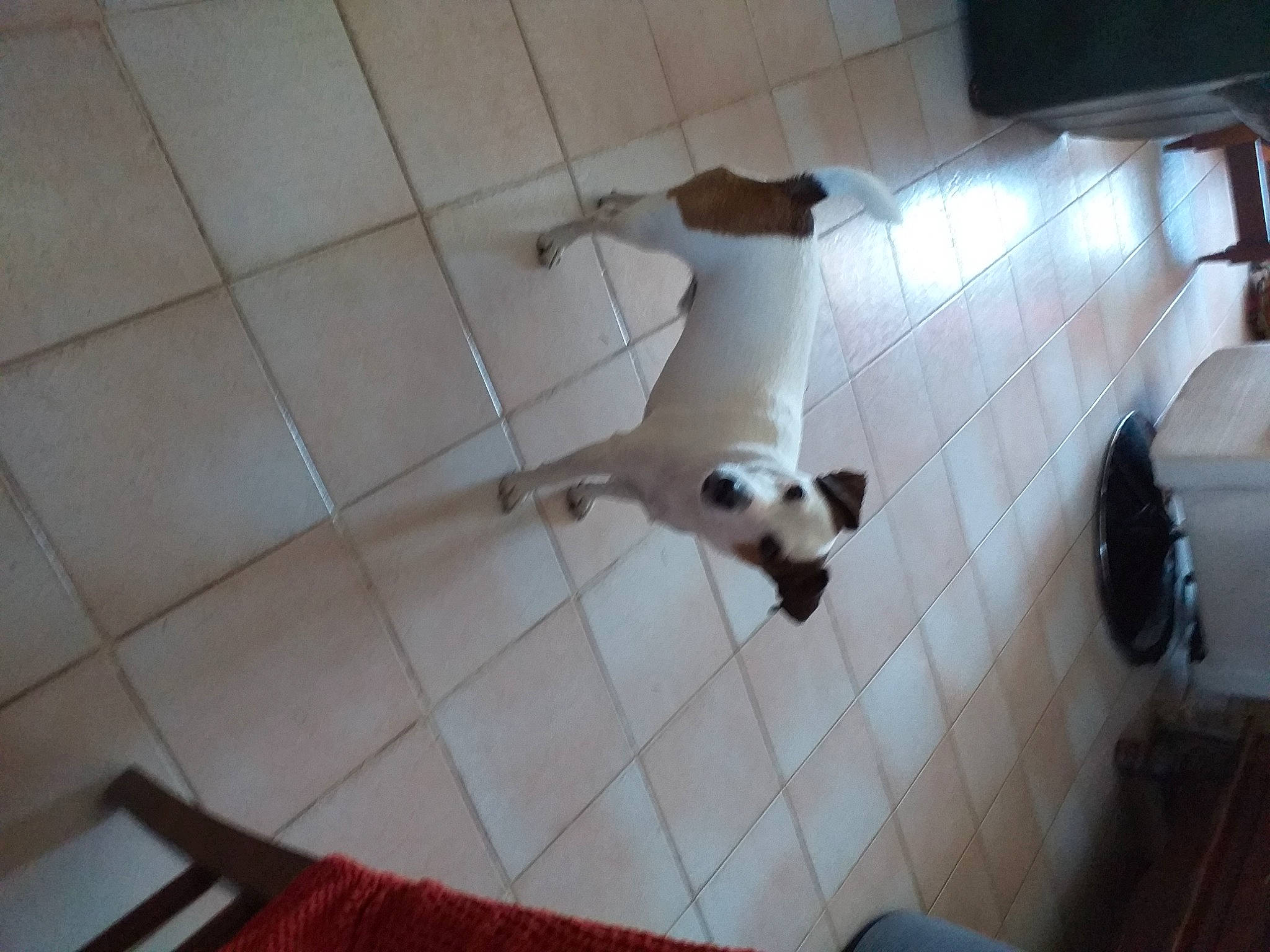 Apache participe au concours pour gagner de l'argent avec cette photo : canidae, carnivore, cat, companion_dog, dog_breed, fawn, felidae, floor, flooring, hardwood, paw, pet_supply, siamese, small_to_medium_sized_cats, snout, sporting_group, tail, terrestrial_animal, whiskers, wood