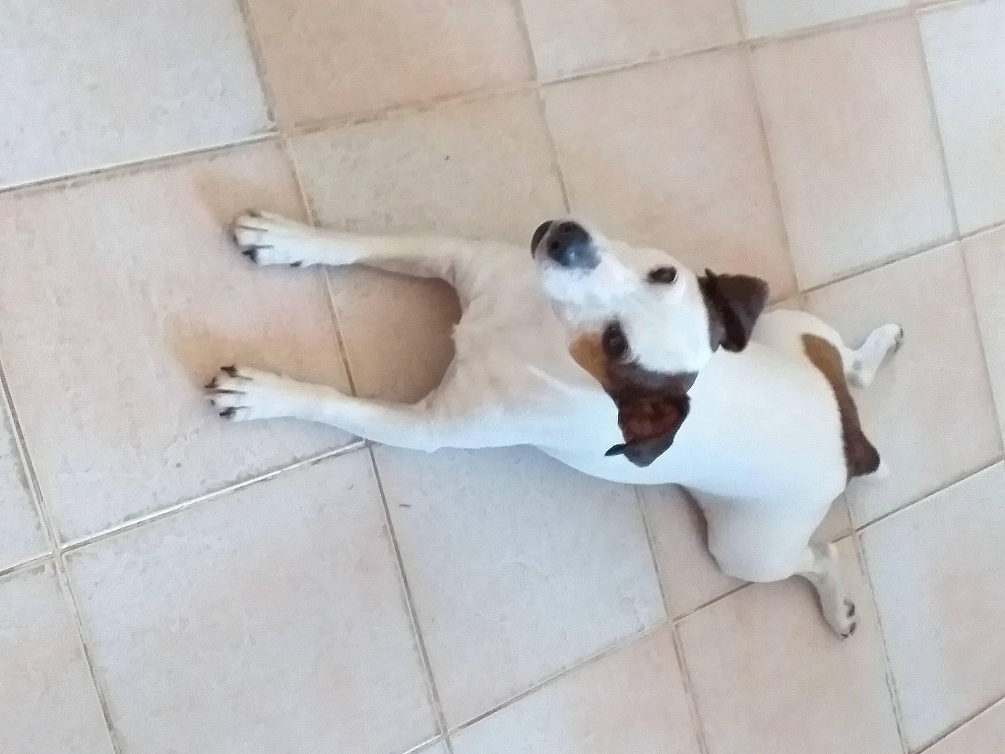 Apache participe au concours pour gagner de l'argent avec cette photo : canidae, carnivore, collar, comfort, companion_dog, dog, dog_breed, dog_supply, fawn, floor, flooring, hardwood, paw, pet_supply, snout, sporting_group, tail, terrestrial_animal, wood, working_animal