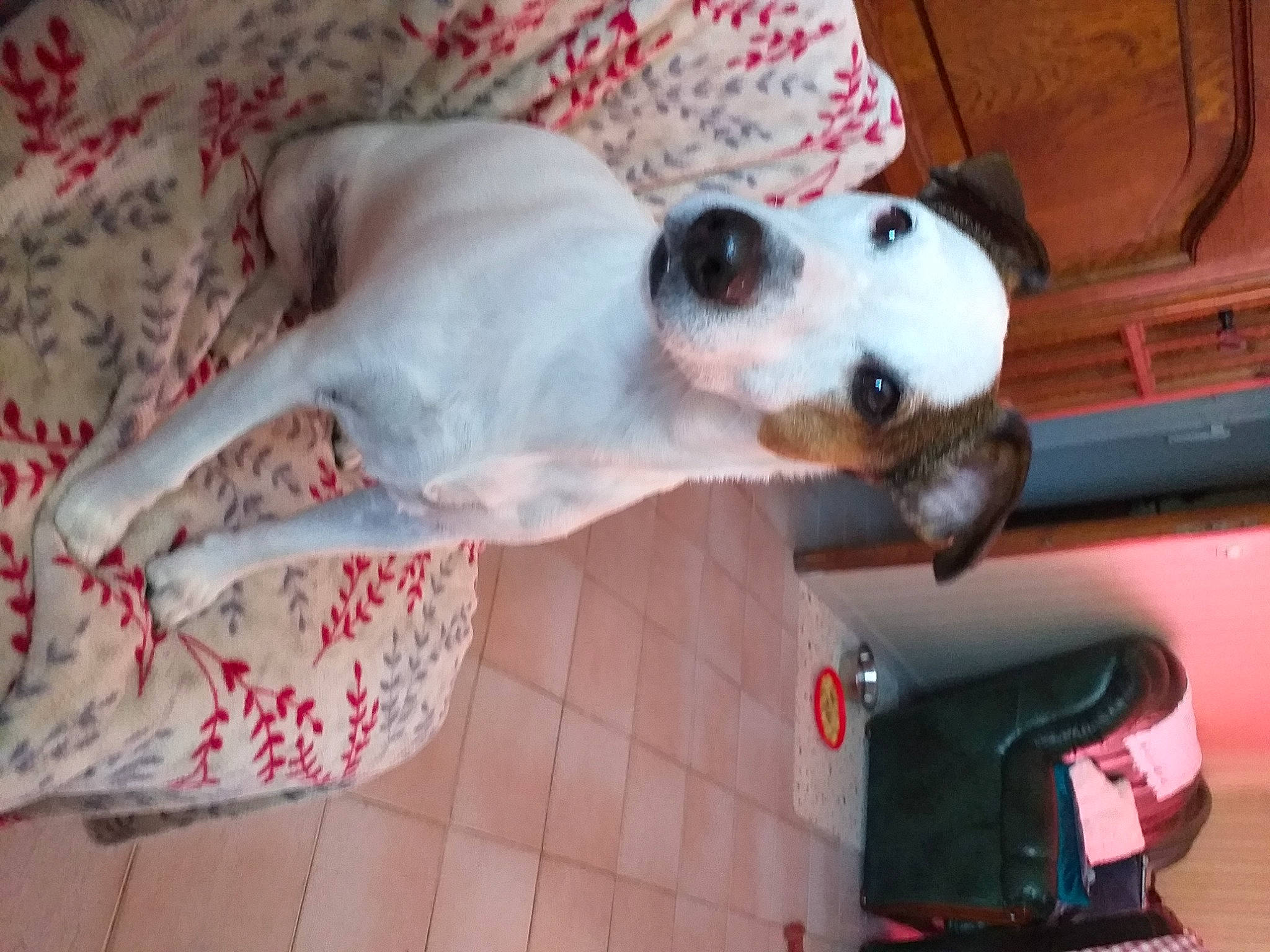 Apache participe au concours pour gagner de l'argent avec cette photo : ball, canidae, car, carnivore, collar, companion_dog, dog, dog_breed, dog_supply, door, fawn, fur, non_sporting_group, snout, sporting_group, terrestrial_animal, vehicle, vehicle_door, whiskers, working_animal