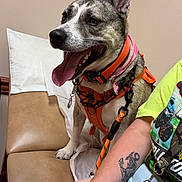 Buttercup is registered to the contest to win money with this photo: dog, pet, orange_harness, pink_bandana, bench, brown_bench, happy_dog, tongue_out, person, tattoo, anchor_tattoo, green_tshirt, graphic_tshirt, denim_shorts, leash, indoor, casual, seated, closeup, animal