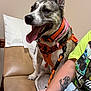 dog, pet, orange_harness, pink_bandana, bench, brown_bench, happy_dog, tongue_out, person, tattoo, anchor_tattoo, green_tshirt, graphic_tshirt, denim_shorts, leash, indoor, casual, seated, closeup, animal