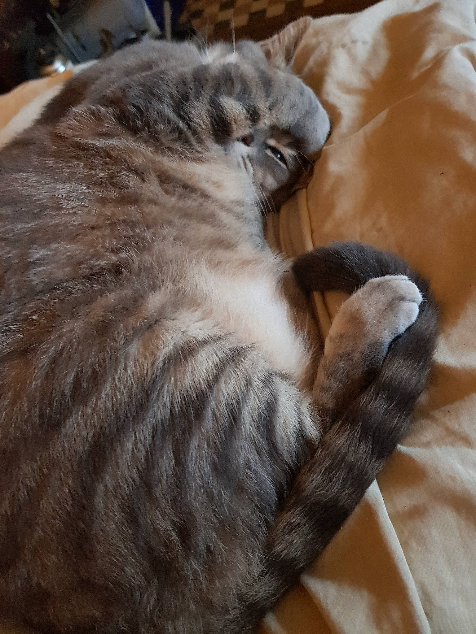 Chaminou participe au concours pour gagner de l'argent avec cette photo : carnivore, cat, cat_bed, claw, domestic_short_haired_cat, european_shorthair, fawn, felidae, fur, nap, paw, small_to_medium_sized_cats, tabby_cat, tail, whiskers