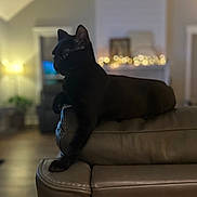 Dexter joined the competition — help win amazing prizes! black_cat, cat, leather_couch, indoor, living_room, lamp, string_lights, cozy, feline, pet, animal, relaxed, soft_lighting, background_blur, home, furniture, paw, resting, warm_tones, domestic