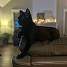 animal, background_blur, black_cat, cat, cozy, domestic, feline, furniture, home, indoor, lamp, leather_couch, living_room, paw, pet, relaxed, resting, soft_lighting, string_lights, warm_tones