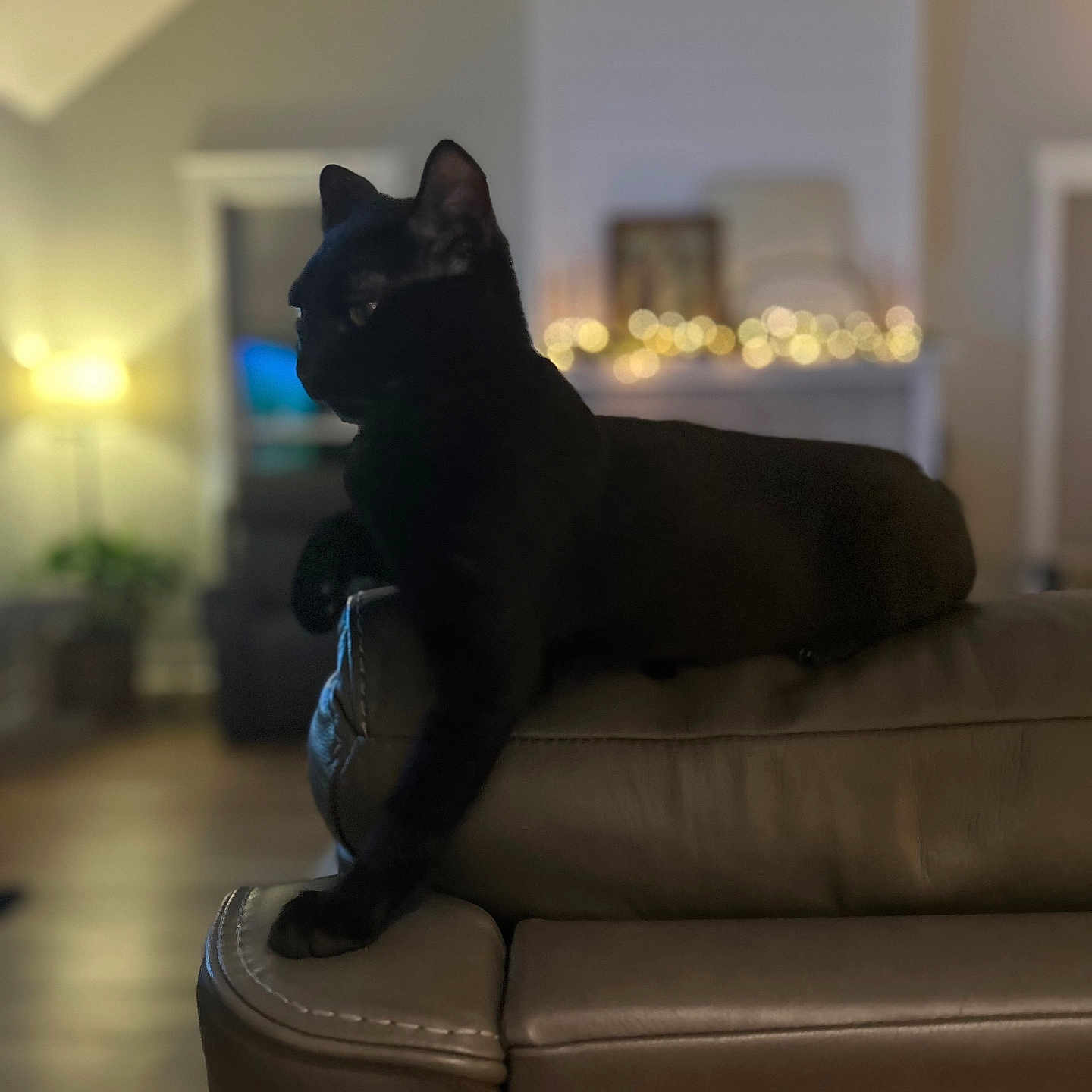 Dexter joined the competition — help win amazing prizes! black_cat, cat, leather_couch, indoor, living_room, lamp, string_lights, cozy, feline, pet, animal, relaxed, soft_lighting, background_blur, home, furniture, paw, resting, warm_tones, domestic