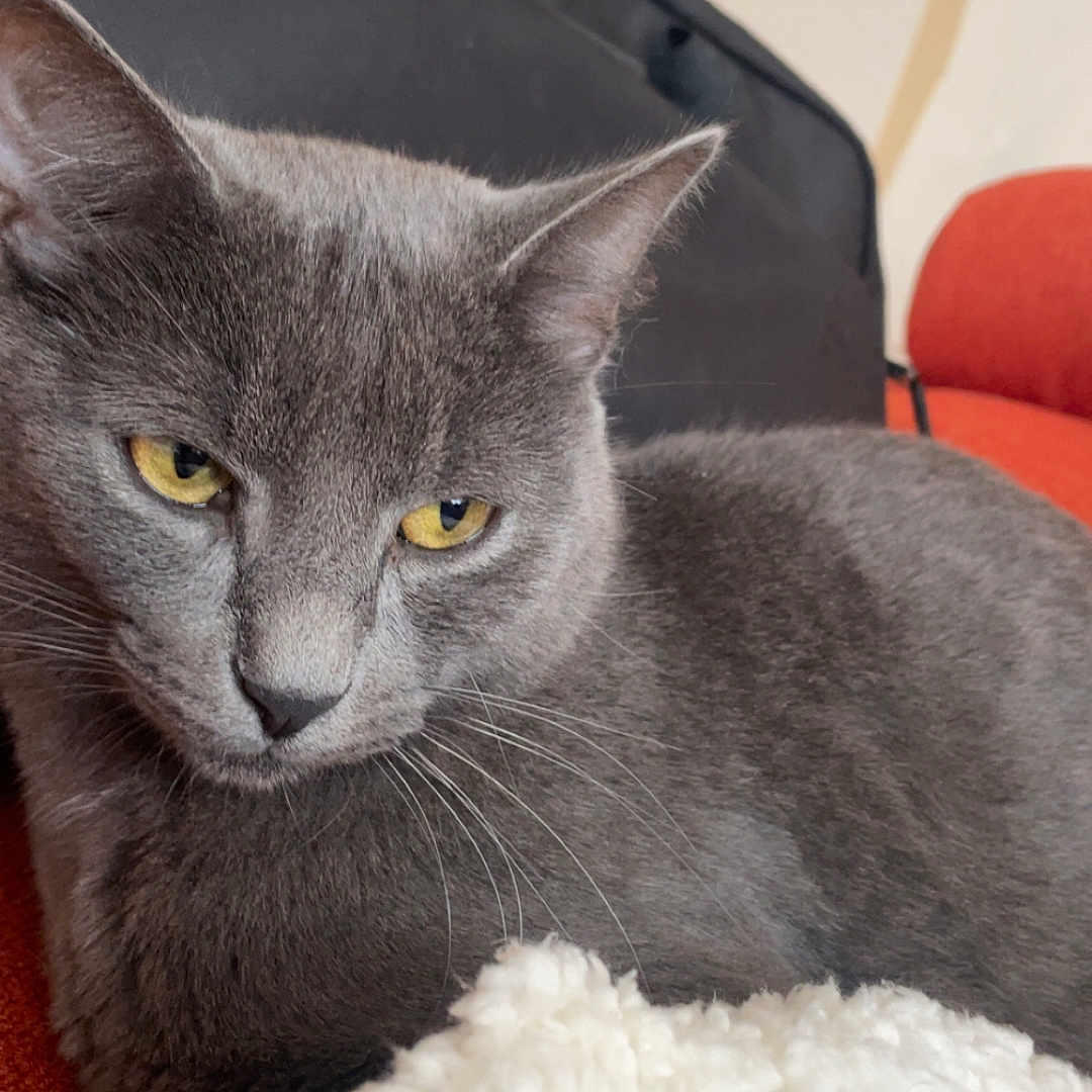 Zift participe au concours pour gagner de l'argent avec cette photo : abyssinian, animal, armchair, blanket, cat, chair, couch, cushion, furniture, homedecor, kitten, linen, manx, pet, siamese