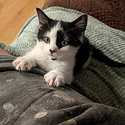 Cleo is registered to the contest to win money with this photo: kitten, cat, black_and_white, pet, claws, paw, person, lap, fabric, blanket, wooden_floor, indoor, cute, playful, fur, whiskers, eyes, animal, young, cozy