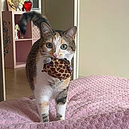 Vanille participe au concours pour gagner de l'argent avec cette photo : cat, calico, toy, plush, giraffe_pattern, pink_blanket, indoor, furniture, shelf, decor, pet, animal, curious, whiskers, tail, floor, doorway, household, cute, playful