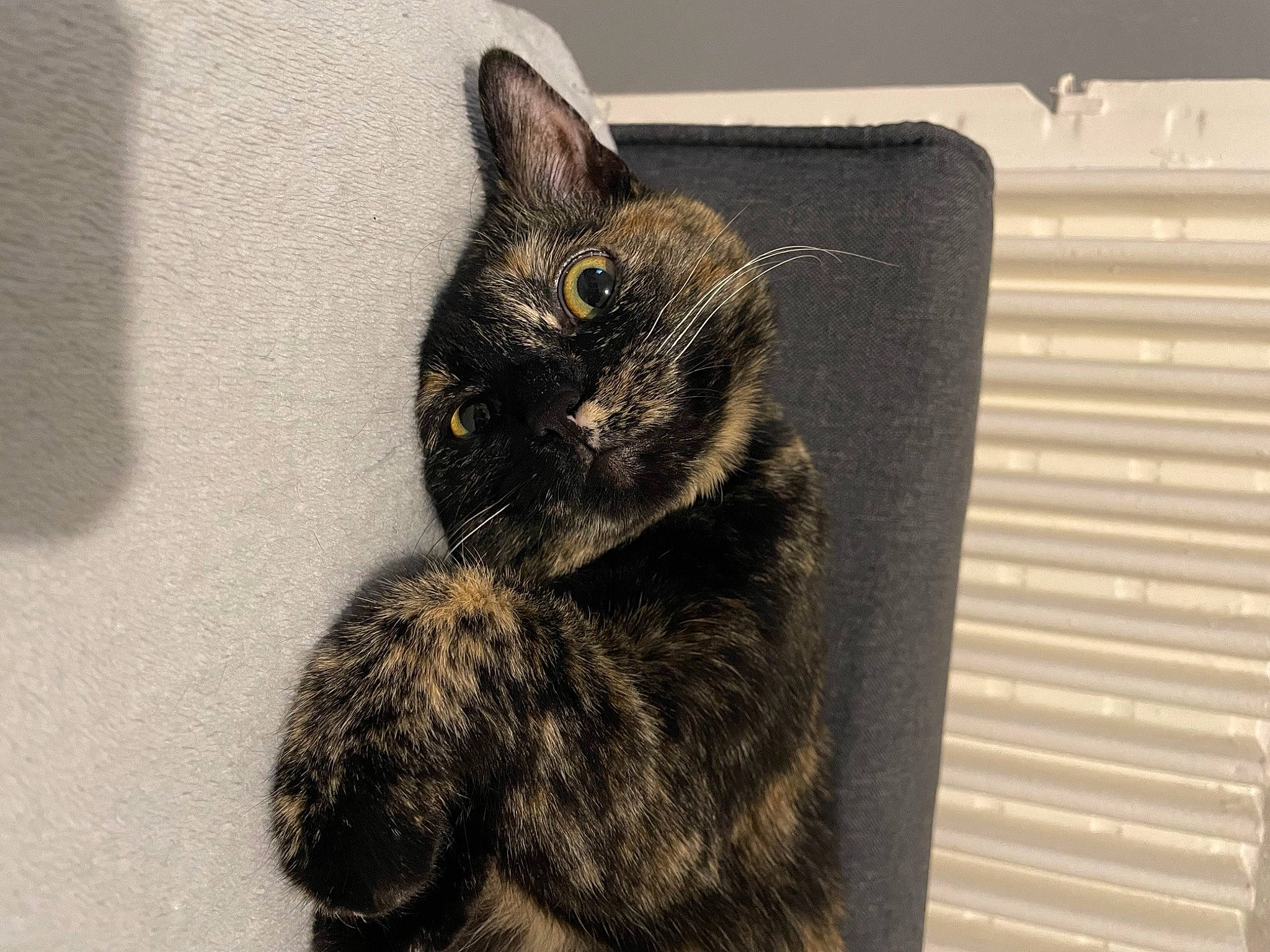 Tenessee participe au concours pour gagner de l'argent avec cette photo : black_cat, carnivore, cat, cat_furniture, claw, domestic_short_haired_cat, felidae, fur, grey, paw, small_to_medium_sized_cats, tail, terrestrial_animal, whiskers, window