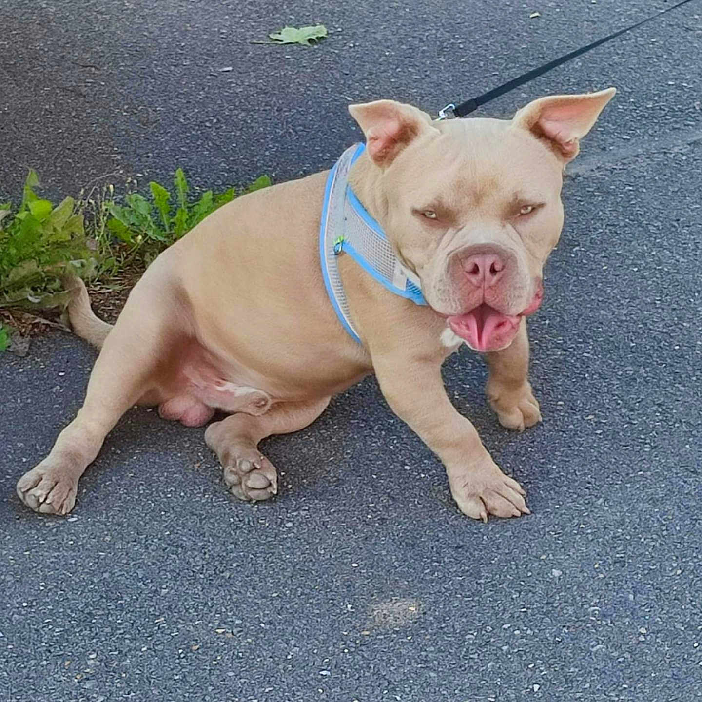 Jeremy Courtecuisse a rejoint le concours — aidez-le/la à gagner de superbes lots ! animal, asphalt, canine, daylight, dog, ears, four_legs, greenery, harness, leaf, leash, muscular, outdoor, pavement, pet, relaxed, side_view, sitting, tan_dog, tongue_out