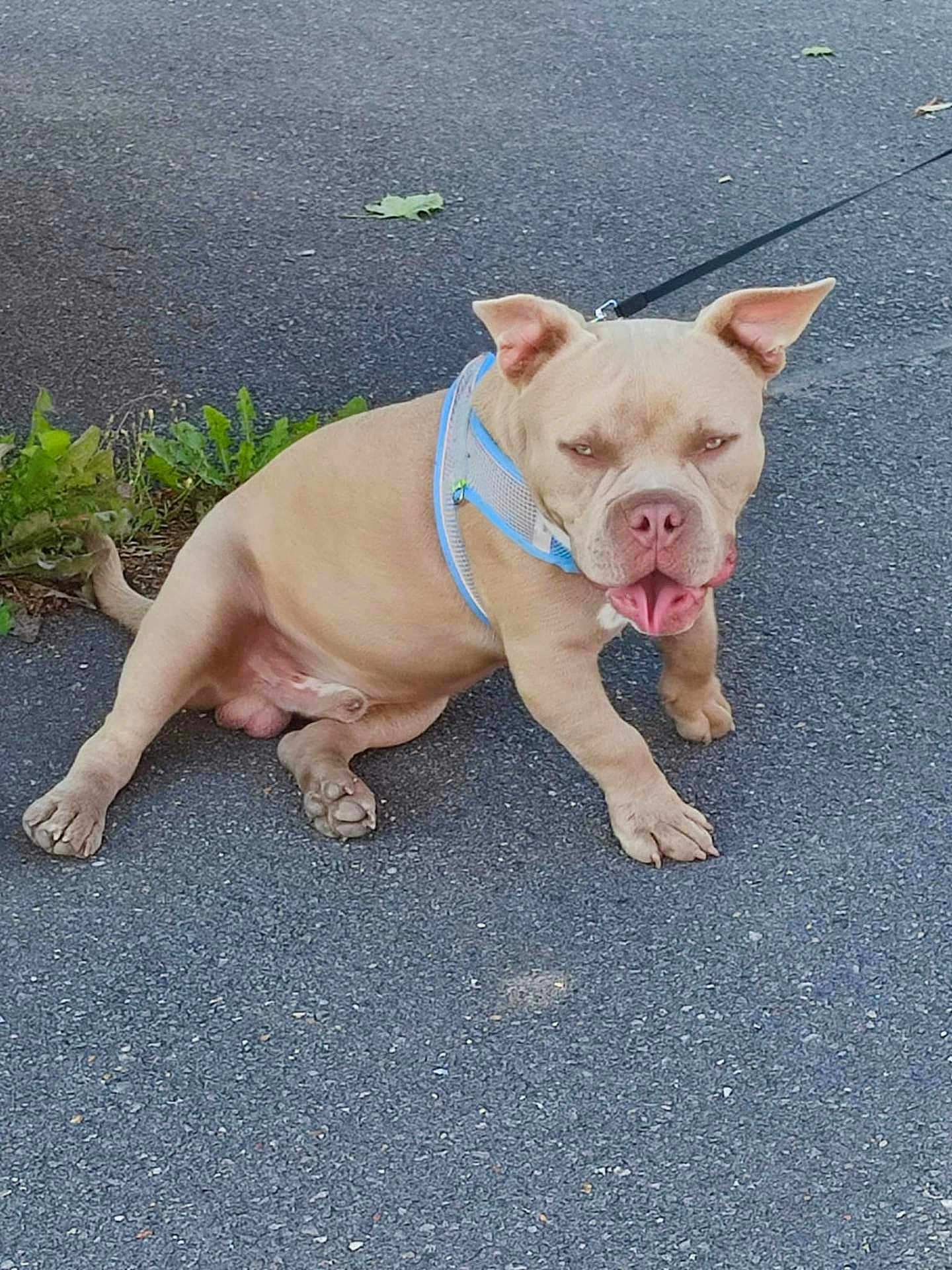 Jeremy Courtecuisse a rejoint le concours — aidez-le/la à gagner de superbes lots ! animal, asphalt, canine, daylight, dog, ears, four_legs, greenery, harness, leaf, leash, muscular, outdoor, pavement, pet, relaxed, side_view, sitting, tan_dog, tongue_out
