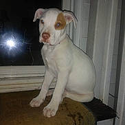 Diesal joined the competition — help win amazing prizes! animal, brown_patch, carpet, cute, dog, door, ears, flash, indoor, looking, mat, paws, pet, puppy, reflection, sitting, snout, white_dog, window, young_dog
