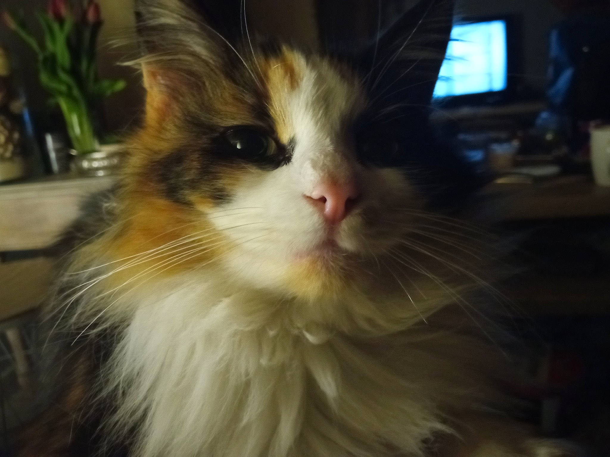 Nuggets participe au concours pour gagner de l'argent avec cette photo : carnivore, cat, domestic_short_haired_cat, felidae, flowerpot, fur, head, houseplant, iris, plant, small_to_medium_sized_cats, snout, terrestrial_animal, whiskers