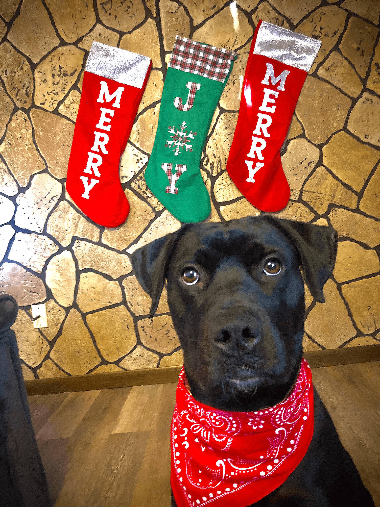 Ruby is registered to the contest to win money with this photo: canidae, carmine, carnivore, collar, companion_dog, dog, dog_breed, dog_collar, dog_supply, fashion_accessory, flooring, fur, guard_dog, leash, pattern, personal_protective_equipment, pet_supply, snout, sporting_group, working_animal