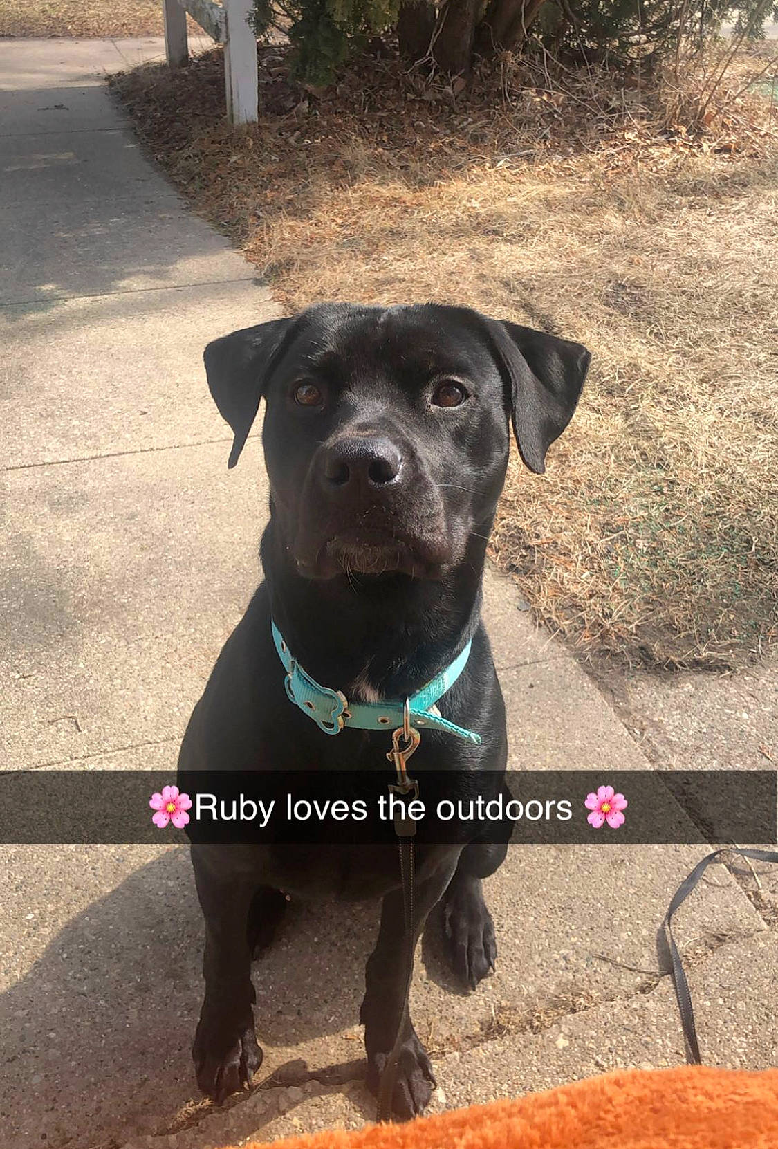 Ruby is registered to the contest to win money with this photo: borador, carnivore, collar, companion_dog, dog, dog_breed, dog_collar, fashion_accessory, fawn, guard_dog, gun_dog, leash, pet_supply, plant, snout, sporting_group, tail, terrestrial_animal, whiskers, working_animal