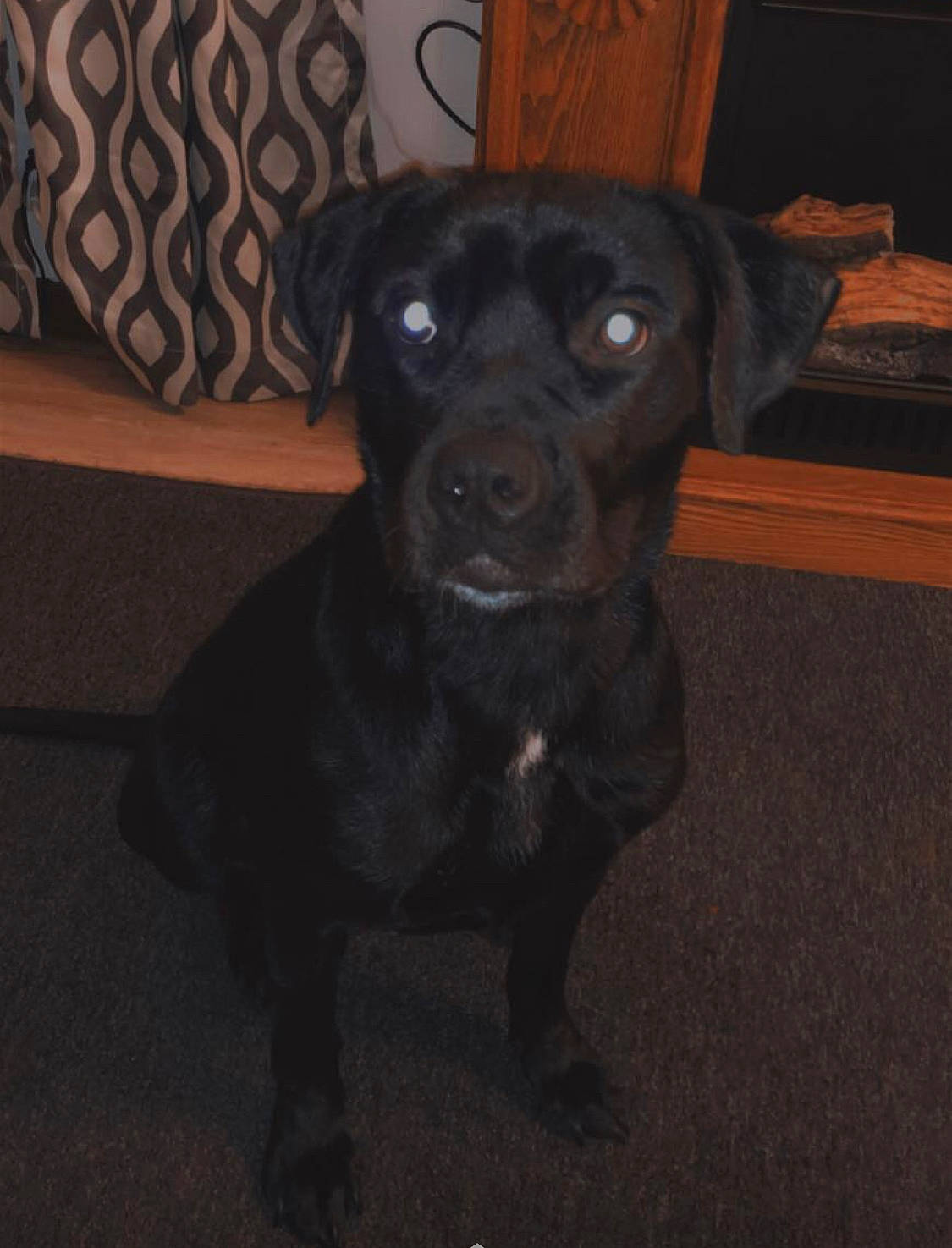 Ruby joined the competition — help win amazing prizes! borador, canidae, carnivore, companion_dog, dog, dog_breed, fawn, fur, guard_dog, liver, non_sporting_group, snout, sporting_group, toy_dog, whiskers, working_animal