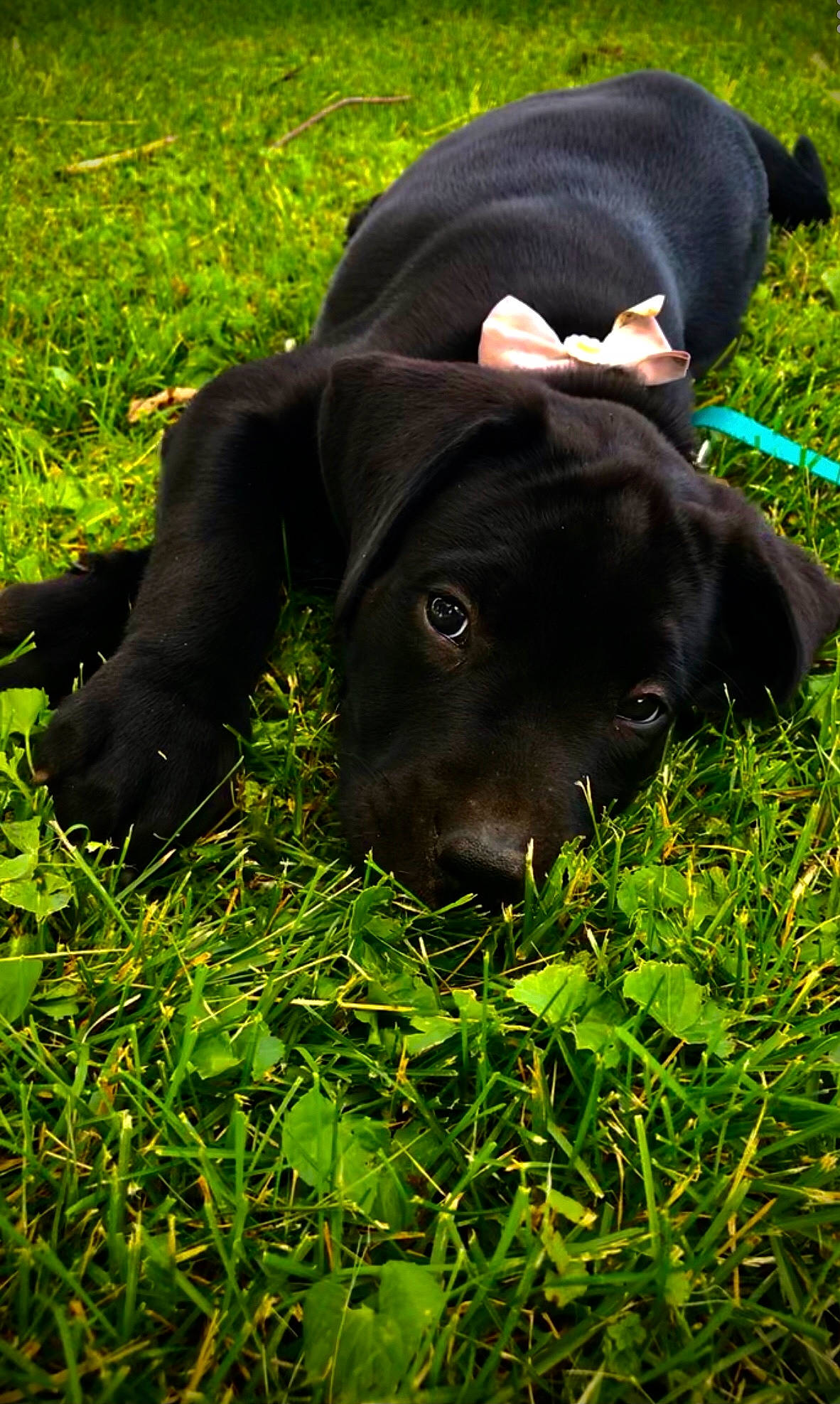 Ruby joined the competition — help win amazing prizes! borador, canidae, carnivore, collar, companion_dog, dog, dog_breed, electric_blue, fashion_accessory, grass, grassland, green, groundcover, hat, leaf, plant, snout, sporting_group, terrestrial_animal, working_animal