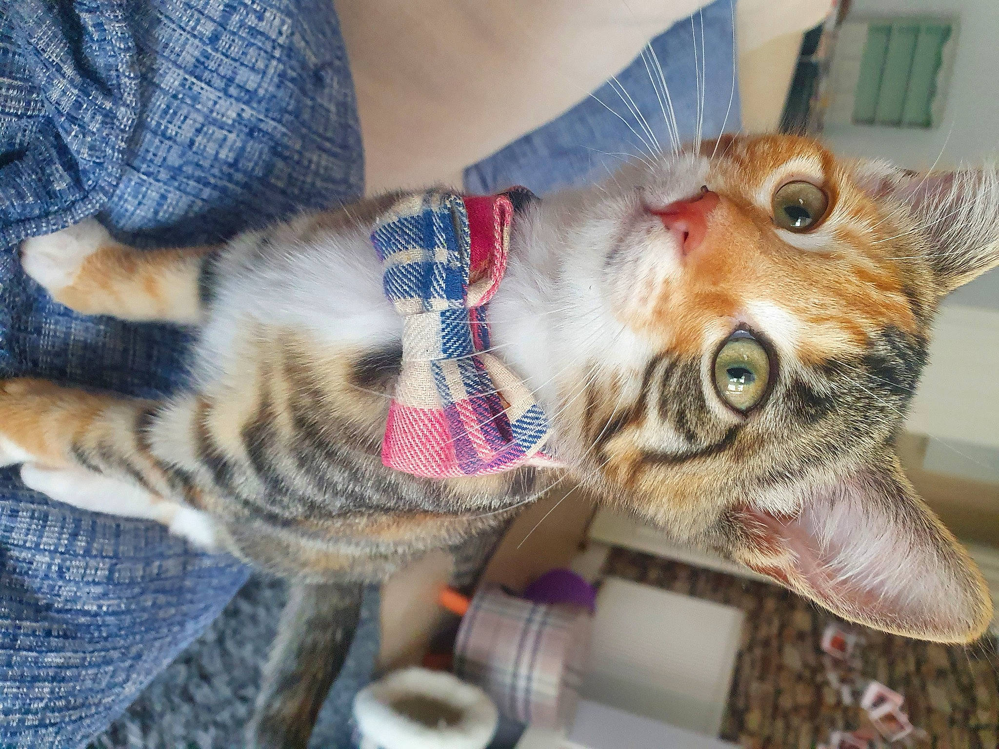 Delilah is registered to the contest to win money with this photo: aegean_cat, american_shorthair, asian, carnivore, cat, chausie, domestic_short_haired_cat, dragon_li, european_shorthair, felidae, fur, german_rex, hand, kitten, paw, pixie_bob, small_to_medium_sized_cats, tabby_cat, toyger, whiskers