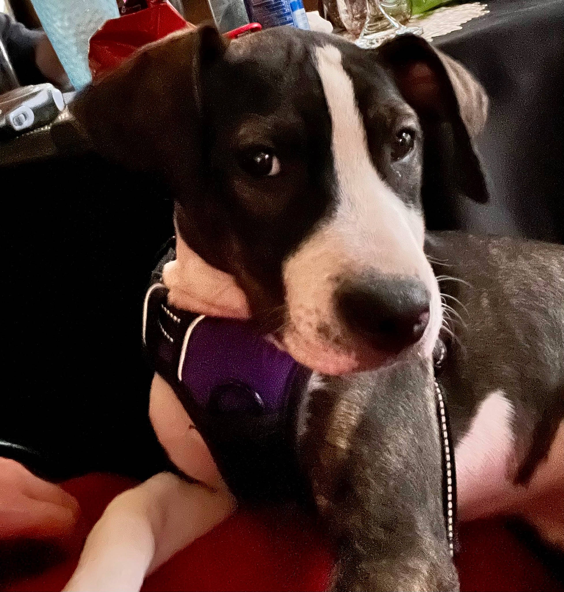 Anna is registered to the contest to win money with this photo: canidae, carnivore, collar, comfort, companion_dog, dog, dog_breed, fawn, gadget, metal, non_sporting_group, paw, snout, sporting_group, thigh, whiskers, working_animal