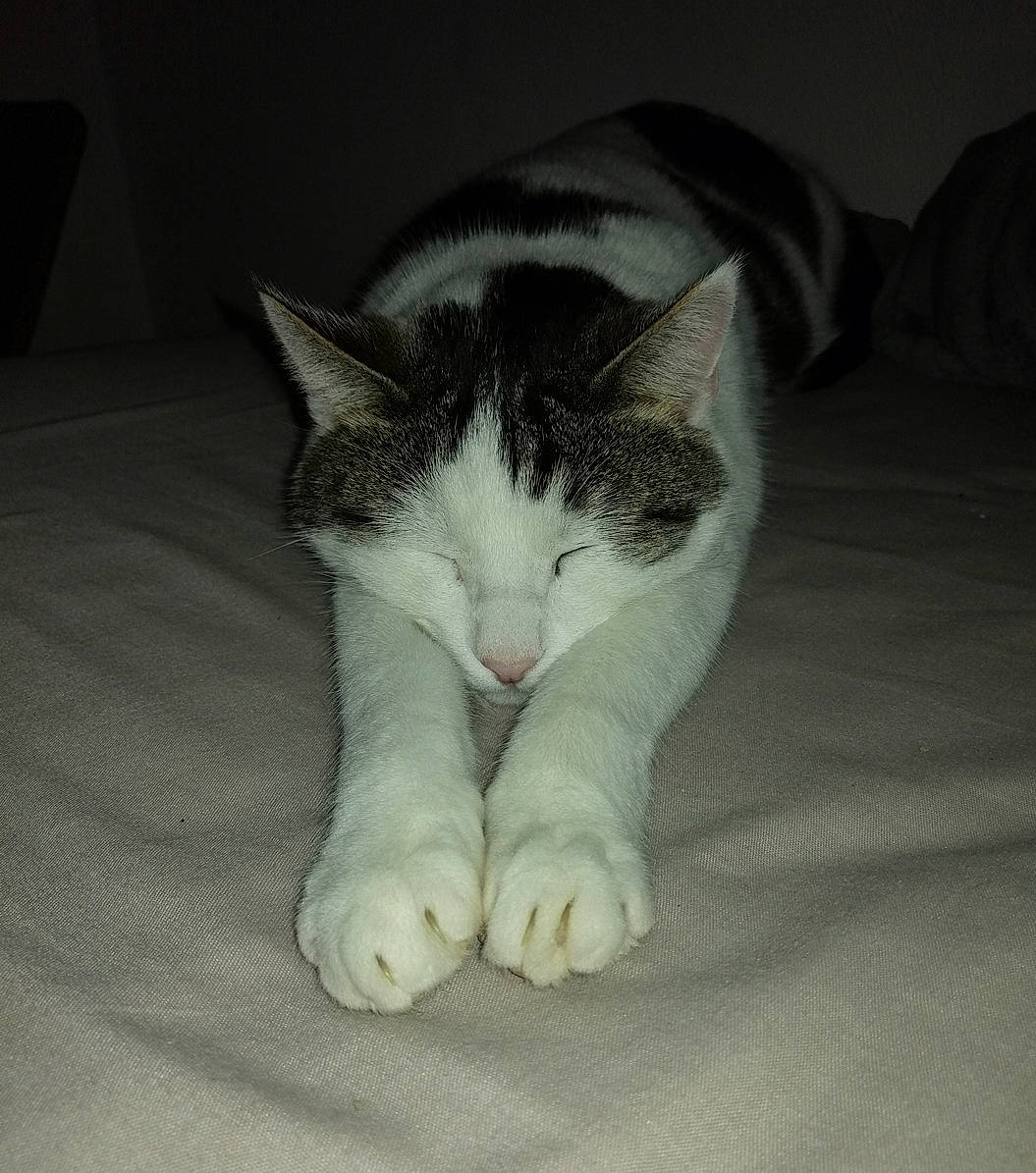 Biscuit a rejoint le concours — aidez-le/la à gagner de superbes lots ! carnivore, cat, comfort, domestic_short_haired_cat, eye, felidae, flooring, foot, fur, grey, head, human_leg, nap, nose, paw, sitting, small_to_medium_sized_cats, snout, tail, whiskers