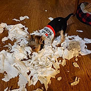 Teddy joined the competition — help win amazing prizes! dog, small_dog, paper_towels, mess, wooden_floor, sweater, indoor, pet, playful, chewing, tearing, fur, brown, black, white, clothing, animal, floor, home, cute