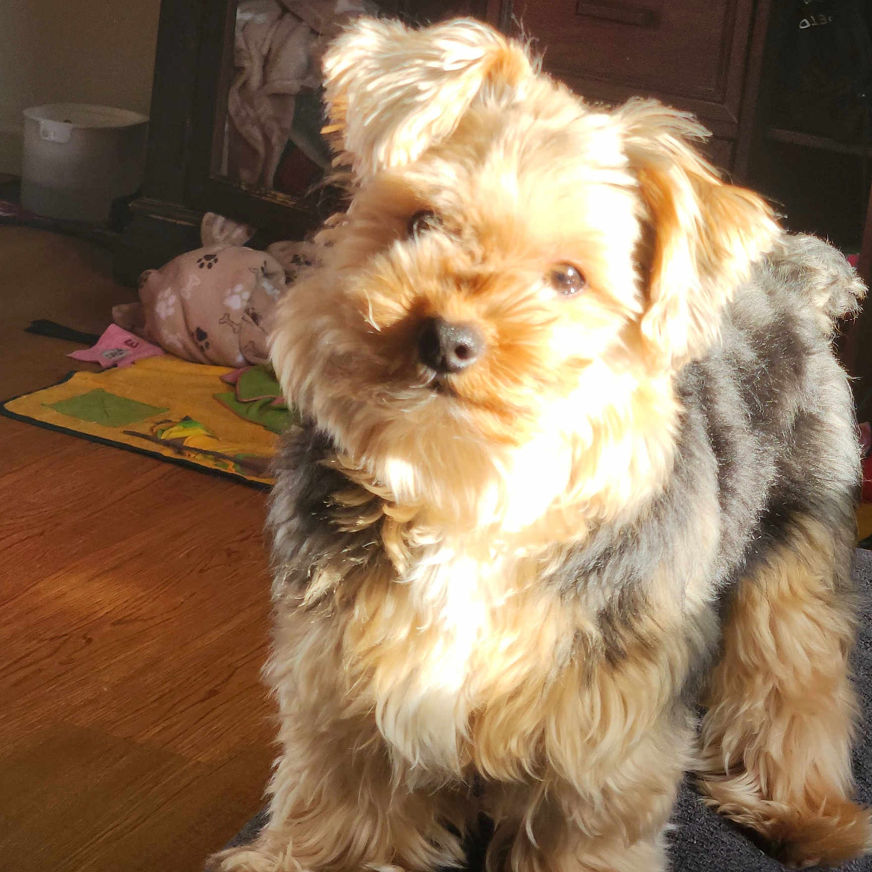 Teddy is registered to the contest to win money with this photo: animal, black_fur, brown_fur, canine, companion, cozy, cute, dog, domestic, fluffy, fur, home, indoor, mat, pet, portrait, small_dog, standing, sunlight, wooden_floor
