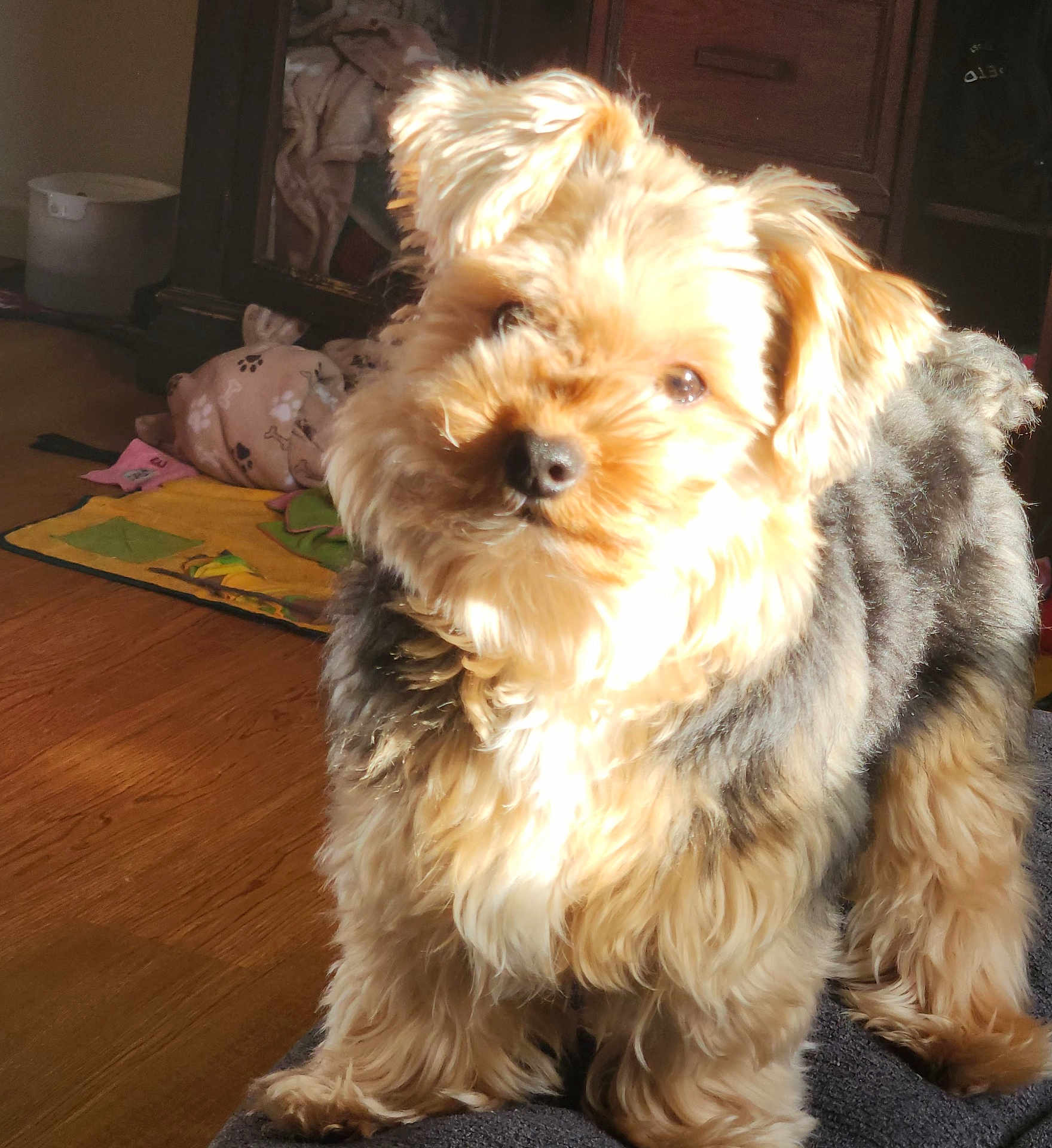 Teddy is registered to the contest to win money with this photo: dog, pet, indoor, fur, sunlight, wooden_floor, mat, cozy, cute, small_dog, animal, canine, fluffy, home, domestic, brown_fur, black_fur, standing, portrait, companion