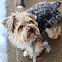 Teddy joined the competition — help win amazing prizes! dog, snow, leash, outdoor, winter, pet, curious, fluffy, pavement, cold, animal, small_dog, furry, walking, cute, canine, winter_climate, frost, closeup, sidewalk