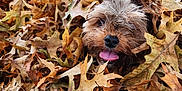 Teddy is registered to the contest to win money with this photo: dog, autumn, leaves, fall, outdoor, playful, tongue_out, brown, nature, grass, pet, canine, seasonal, happy, closeup, animal, cute, leaf_pile, smiling, park