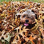 dog, autumn, leaves, fall, outdoor, playful, tongue_out, brown, nature, grass, pet, canine, seasonal, happy, closeup, animal, cute, leaf_pile, smiling, park
